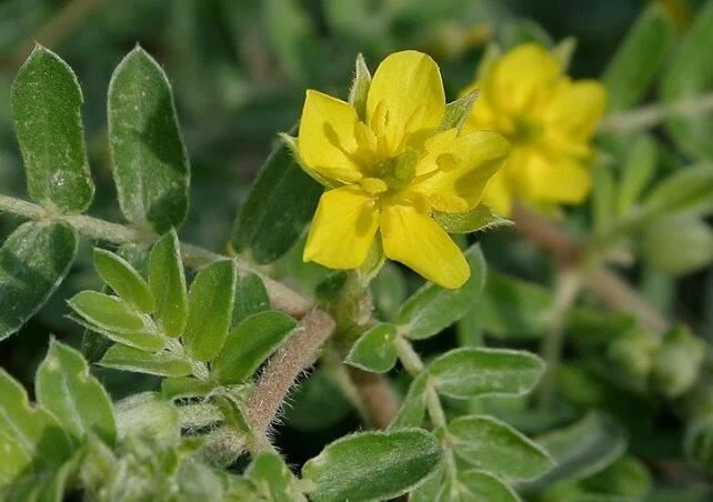 Tribulus